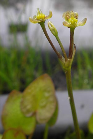 Caldesia parnassifolia \ Herzbl�ttrige Caldesie, Herzl�ffel / Caldesia, D Botan. Gar.  Universit.  Regensburg 5.8.2011