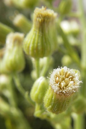 Erigeron sumatrensis \ Sumatra-Katzenschweif, Weies Berufkraut, D Kehl 15.10.2011