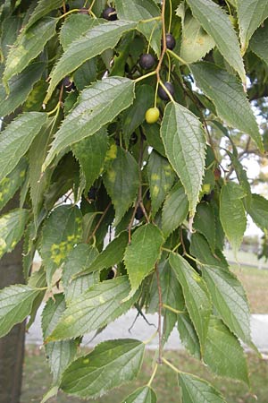 Celtis australis \ Europischer Zrgelbaum, Sdlicher Zrgelbaum / European Nettle Tree, D Karlsruhe 29.10.2011