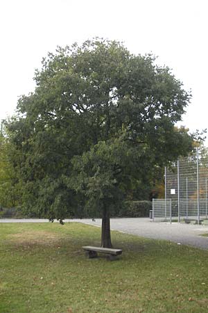 Celtis australis \ Europischer Zrgelbaum, Sdlicher Zrgelbaum / European Nettle Tree, D Karlsruhe 29.10.2011