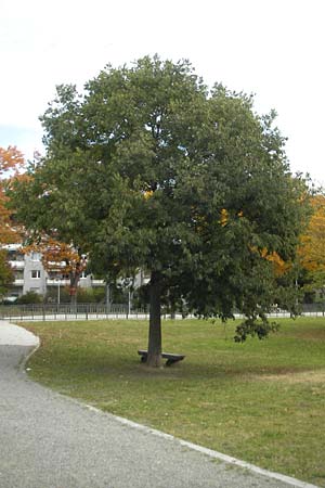 Celtis australis \ Europischer Zrgelbaum, Sdlicher Zrgelbaum / European Nettle Tree, D Karlsruhe 29.10.2011