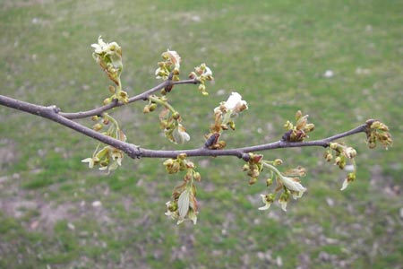 Celtis australis \ Europischer Zrgelbaum, Sdlicher Zrgelbaum / European Nettle Tree, D Karlsruhe 31.3.2012