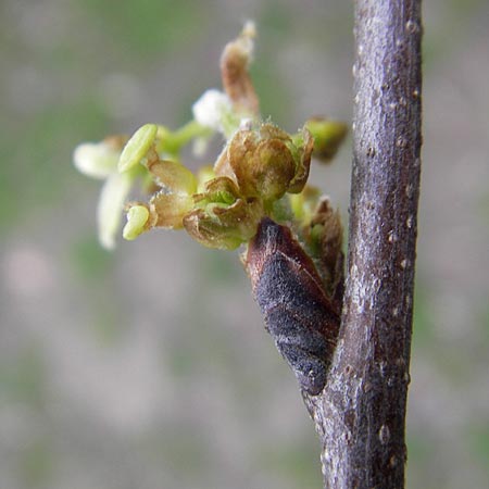 Celtis australis \ Europischer Zrgelbaum, Sdlicher Zrgelbaum / European Nettle Tree, D Karlsruhe 31.3.2012