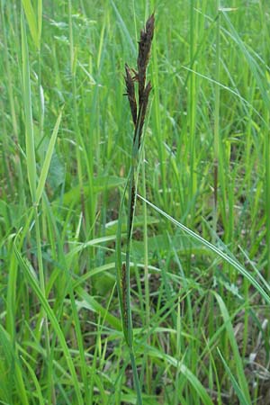 Carex acutiformis \ Sumpf-Segge / Lesser Pond Sedge, D Ketsch 22.5.2012
