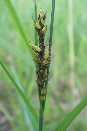 Carex acutiformis \ Sumpf-Segge / Lesser Pond Sedge, D Ketsch 22.5.2012
