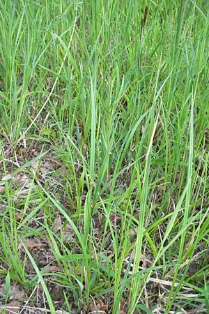 Carex acutiformis \ Sumpf-Segge / Lesser Pond Sedge, D Ketsch 22.5.2012