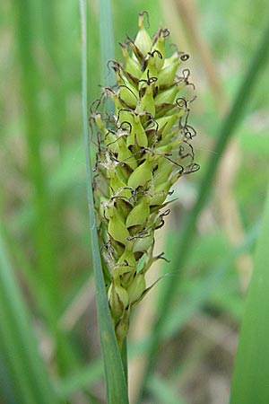 Carex acutiformis \ Sumpf-Segge / Lesser Pond Sedge, D Ketsch 22.5.2012