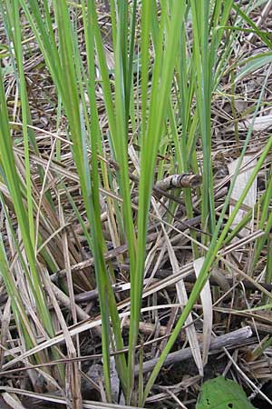 Carex acuta \ Schlank-Segge, Spitz-Segge / Acute Sedge, Slender Tufted Sedge, D Mannheim 23.5.2012