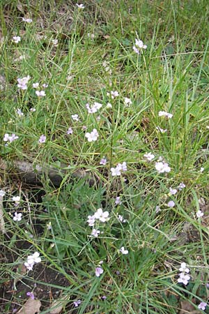 Arabidopsis arenosa subsp. borbasii \ Barbas' Sand-Schaumkresse / Borbas' Sand Rock-Cress, D Solnhofen 5.6.2012