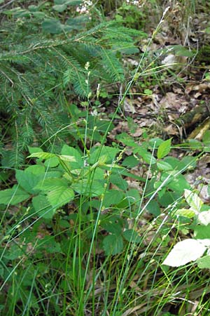 Carex remota \ Winkel-Segge / Remote Sedge, D Schwarzwald/Black-Forest, Reichental 7.7.2012
