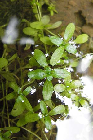 Callitriche spec3 ? \ Wasserstern / Water Starwort, D Eberbach 21.7.2012