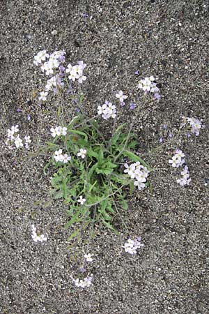 Arabidopsis arenosa \ Sand- / Sand Rock-Cress, D Mannheim 1.5.2013
