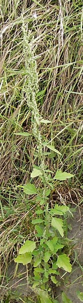 Chenopodium album subsp. borbasii \ Dreilappiger Weier Gnsefu, Borbas' Weier Gnsefu / Borbas' Fat Hen, D Mannheim 29.9.2013