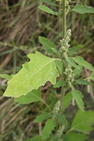 Chenopodium album subsp. borbasii \ Dreilappiger Weier Gnsefu, Borbas' Weier Gnsefu / Borbas' Fat Hen, D Mannheim 29.9.2013