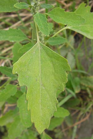 Chenopodium album subsp. borbasii \ Dreilappiger Weier Gnsefu, Borbas' Weier Gnsefu / Borbas' Fat Hen, D Mannheim 29.9.2013