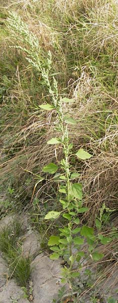 Chenopodium album subsp. borbasii \ Dreilappiger Weier Gnsefu, Borbas' Weier Gnsefu / Borbas' Fat Hen, D Mannheim 29.9.2013