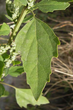 Chenopodium album subsp. borbasii \ Dreilappiger Weier Gnsefu, Borbas' Weier Gnsefu / Borbas' Fat Hen, D Mannheim 29.9.2013