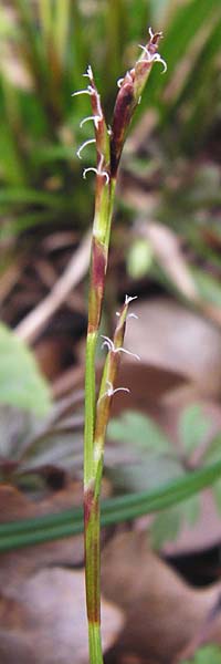 Carex digitata \ Finger-Segge / Fingered Sedge, D Thüringen, Weimar 28.3.2014