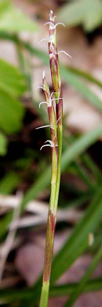Carex digitata \ Finger-Segge / Fingered Sedge, D Thüringen, Weimar 28.3.2014