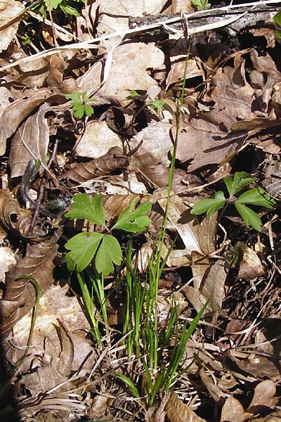 Carex umbrosa \ Schatten-Segge / Umbrosa Sedge, D Wassertrüdingen-Obermögersheim 29.3.2014