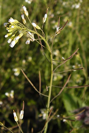 Arabidopsis arenosa \ Sand- / Sand Rock-Cress, D Obernzell an der Donau 30.3.2014