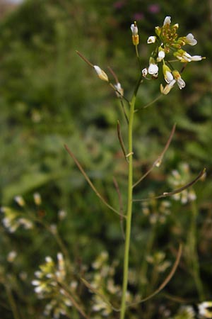 Arabidopsis arenosa \ Sand- / Sand Rock-Cress, D Obernzell an der Donau 30.3.2014