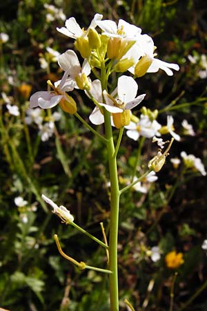 Arabidopsis arenosa \ Sand- / Sand Rock-Cress, D Obernzell an der Donau 30.3.2014