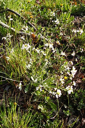 Arabidopsis arenosa \ Sand- / Sand Rock-Cress, D Obernzell an der Donau 30.3.2014