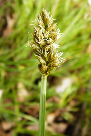 Carex vulpina \ Fuchs-Segge / True Fox Sedge, D Lorsch 7.4.2014