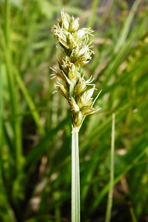 Carex vulpina \ Fuchs-Segge / True Fox Sedge, D Lorsch 7.4.2014