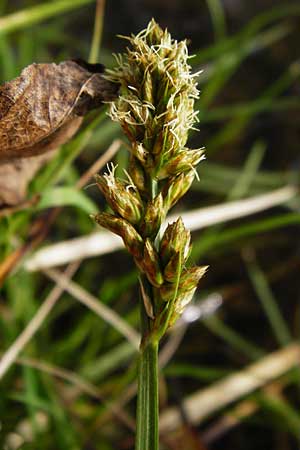 Carex vulpina \ Fuchs-Segge / True Fox Sedge, D Lorsch 7.4.2014