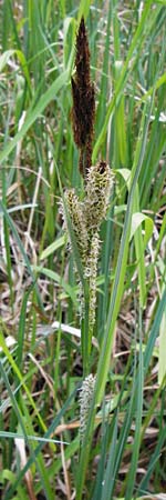 Carex acutiformis \ Sumpf-Segge / Lesser Pond Sedge, D Mannheim 29.4.2014