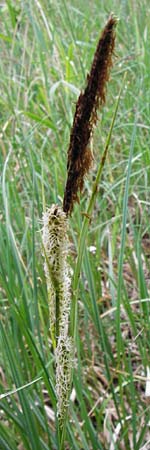 Carex acutiformis \ Sumpf-Segge / Lesser Pond Sedge, D Mannheim 29.4.2014