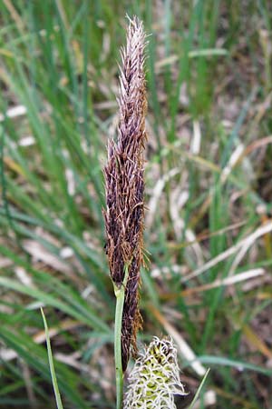 Carex acutiformis \ Sumpf-Segge / Lesser Pond Sedge, D Mannheim 29.4.2014
