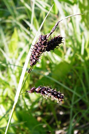 Carex flacca \ Blaugrne Segge / Blue Sedge, Carnation Grass, D Langgöns 17.5.2014