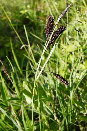 Carex flacca \ Blaugrne Segge / Blue Sedge, Carnation Grass, D Langgöns 17.5.2014