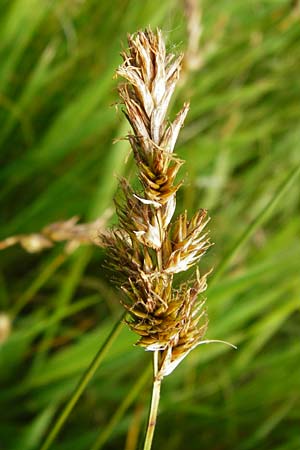 Carex vulpina \ Fuchs-Segge / True Fox Sedge, D Pfalz, Bellheim 21.5.2014