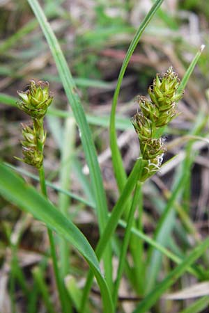 Carex spicata \ Stachel-Segge, Korkfrchtige Segge / Spicate Sedge, Prickly Sedge, D Viernheim 27.5.2014