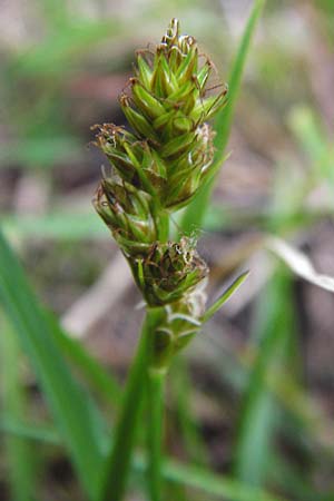 Carex spicata \ Stachel-Segge, Korkfrchtige Segge / Spicate Sedge, Prickly Sedge, D Viernheim 27.5.2014