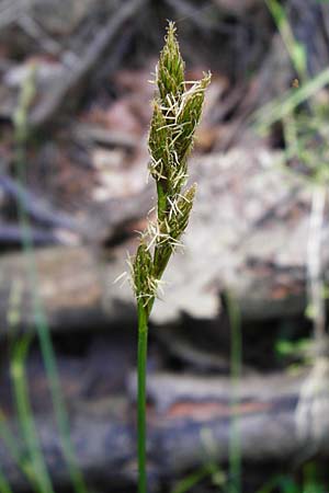 Carex ovalis \ Hasenfu-Segge, Hasenpfoten-Segge / Oval Sedge, D Zwiesel 9.6.2014