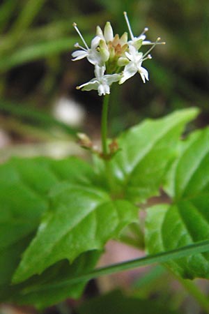Circaea alpina \ Alpen-Hexenkraut / Alpine Enchanter's Nightshade, Small Enchanter's Nightshade, D Odenwald, Fischbachtal-Steinau 25.6.2014