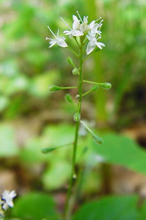Circaea alpina \ Alpen-Hexenkraut / Alpine Enchanter's Nightshade, Small Enchanter's Nightshade, D Odenwald, Fischbachtal-Steinau 25.6.2014