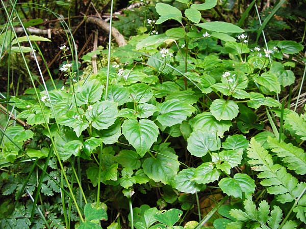 Circaea alpina \ Alpen-Hexenkraut / Alpine Enchanter's Nightshade, Small Enchanter's Nightshade, D Odenwald, Fischbachtal-Steinau 25.6.2014