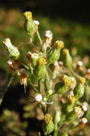 Erigeron sumatrensis \ Sumatra-Katzenschweif, Weies Berufkraut, D Mannheim 28.9.2014
