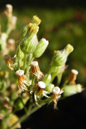 Erigeron sumatrensis \ Sumatra-Katzenschweif, Weies Berufkraut, D Mannheim 28.9.2014