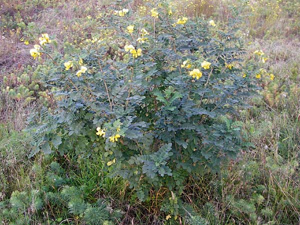 Colutea arborescens \ Blasenstrauch / Bladder Senna, D Mannheim 30.9.2014