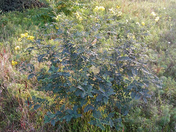 Colutea arborescens \ Blasenstrauch / Bladder Senna, D Mannheim 30.9.2014