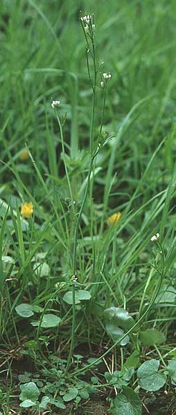 Cardamine hirsuta \ Vielstngeliges Schaumkraut, Behaartes Schaumkraut / Hairy Bitter-Cress, D Bensheim 29.4.2006