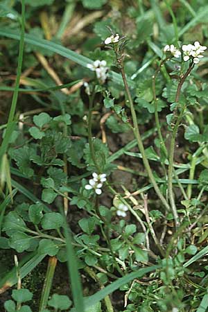 Cardamine hirsuta \ Vielstngeliges Schaumkraut, Behaartes Schaumkraut / Hairy Bitter-Cress, D Mannheim 20.4.2006