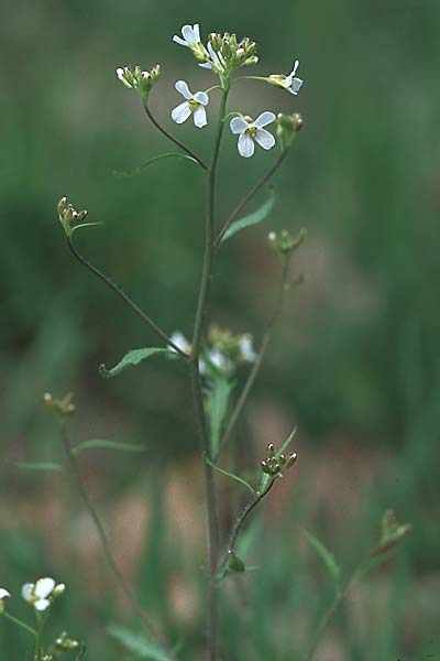 Arabidopsis arenosa \ Sand- / Sand Rock-Cress, D Bürstadt 29.4.2006